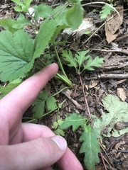 Geum vernum