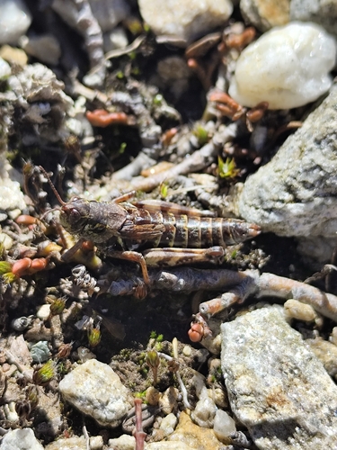 High Mountain Grasshopper