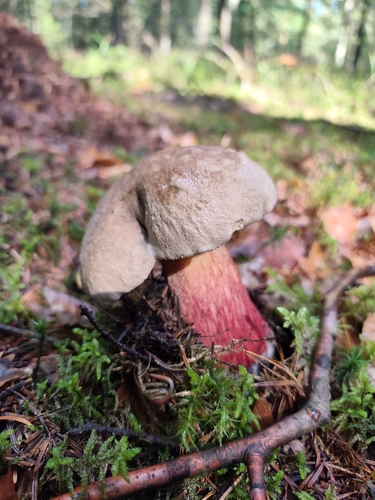 Bitter Beech Bolete