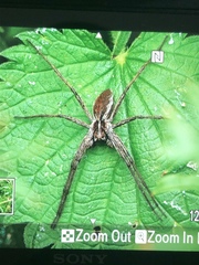 Pisaura mirabilis