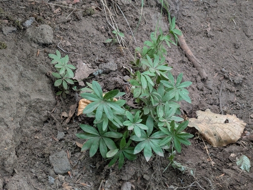 Sweet Woodruff