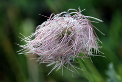 Pulsatilla alpina, photograph (c) Wolfgang Ahlmer, some rights reserved (CC BY)