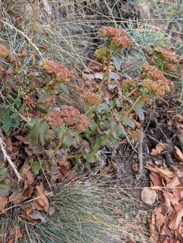 Great Stonecrop
