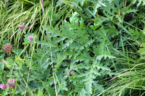 Pulsatilla alpina, photograph 5