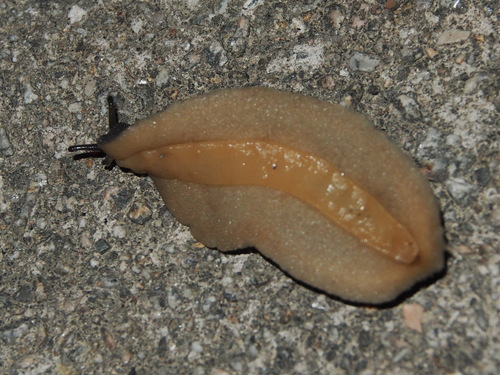 Tropical Leatherleaf Slug