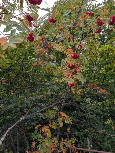 European mountain ash