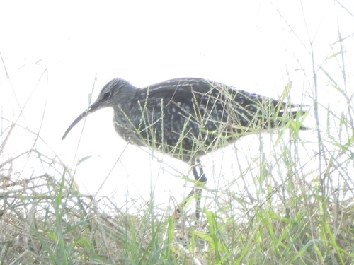 Eurasian Whimbrel