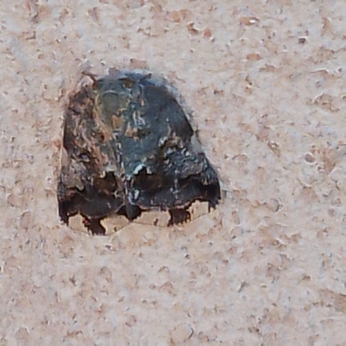 Black planthopper