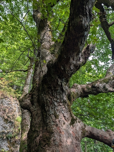 sycamore maple