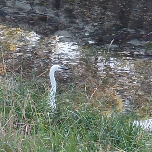 Little Egret