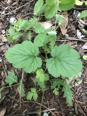 Geum vernum