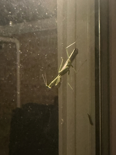 Carolina Mantis