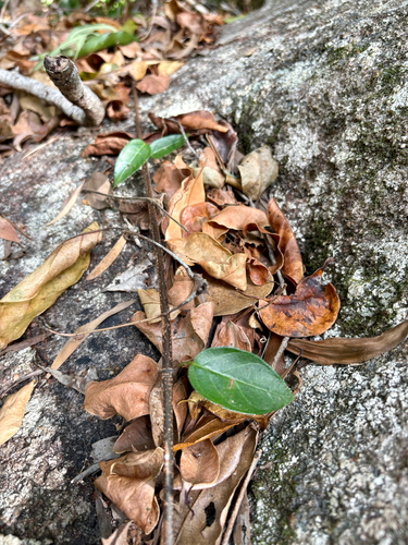 Ichnocarpus frutescens observed 2026-09-13