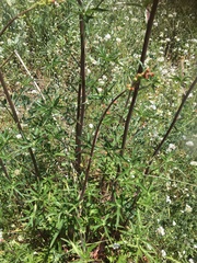 Delphinium cardinale