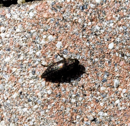 Dicerca alni