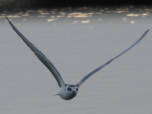 White-winged Tern