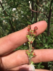 Delphinium cardinale