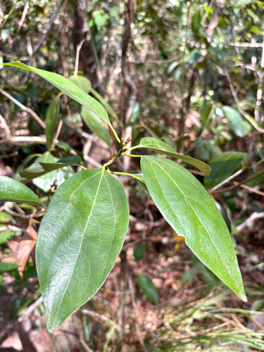 Neolitsea brassii observed 2026-09-13