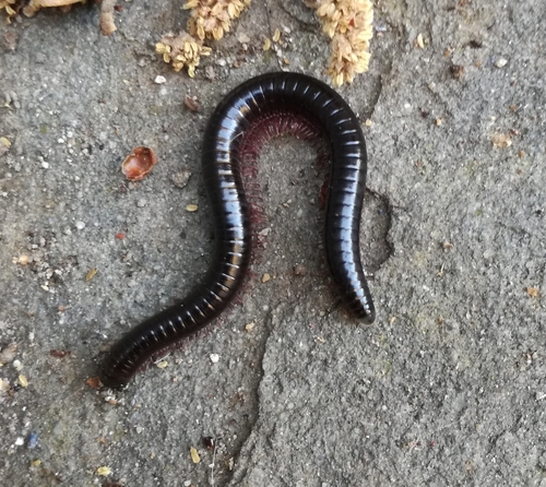 Vinaceous Pachyiulus