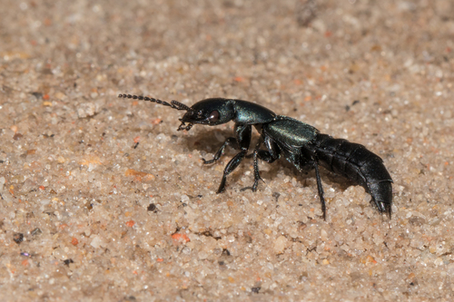Ocypus ophthalmicus