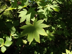 Acer japonicum