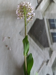 Noccaea caerulescens