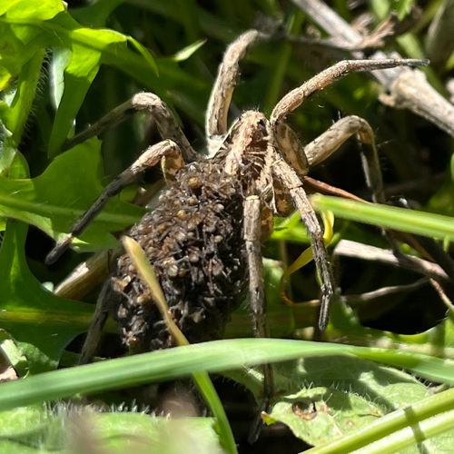 Radiated Wolf Spider