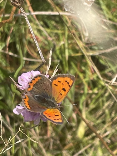 Small Copper