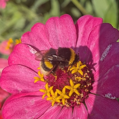Buff-tailed Bumble Bee