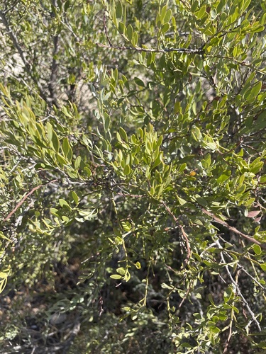 African Sandalwood