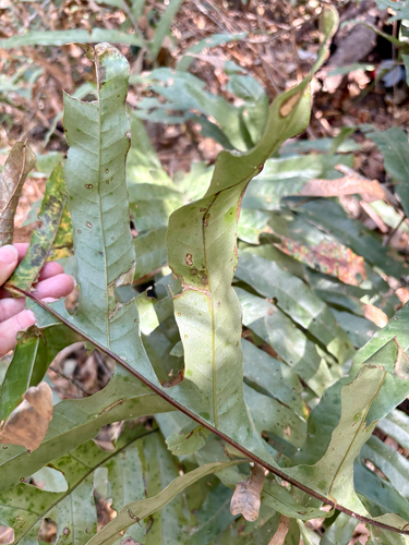 Drynaria sparsisora observed 2026-09-13