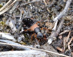 Staphylinus erythropterus