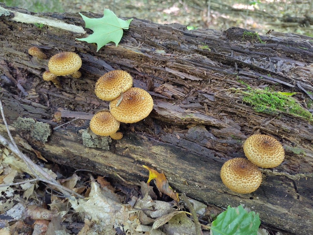 Decorated Pholiota · September 2026 · photo: Photo: (c) brett stevens, some rights reserved (CC BY-SA) · iNaturalist