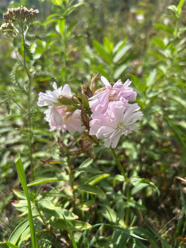 common soapwort