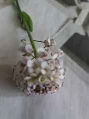 Noccaea caerulescens