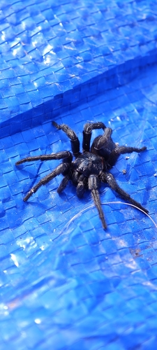 Nuragic Spider
