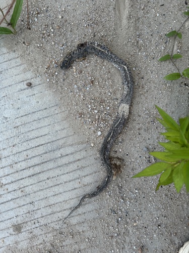 Yellow-spotted Keelback