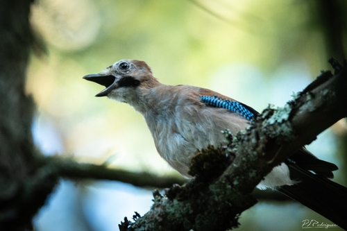 Eurasian Jay