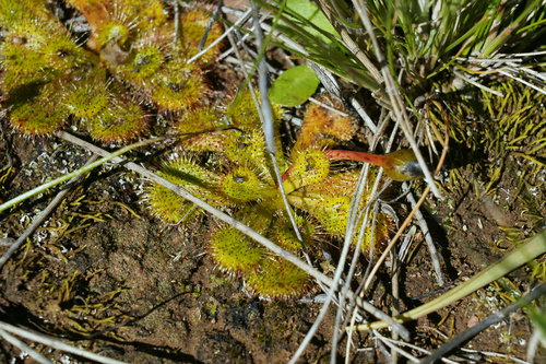 scented sundew