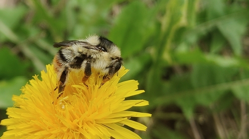 Shrill Carder-Bumble bee