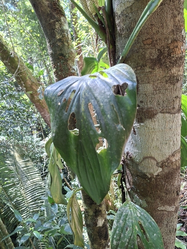 Monstera adansonii klotzschiana