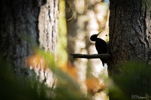 Black Woodpecker