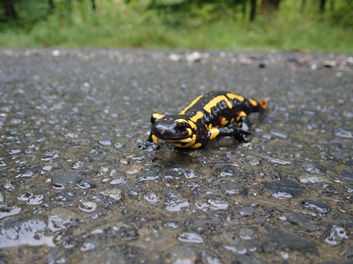 Fire Salamander