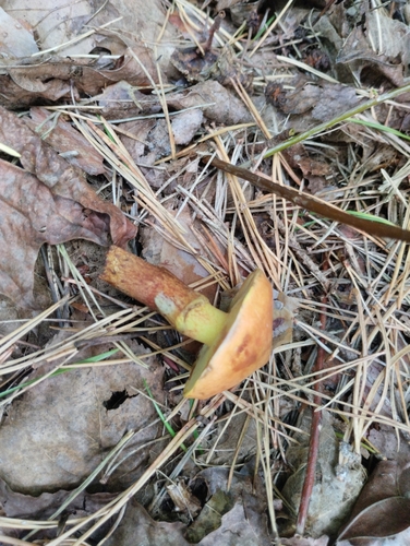 Larch Bolete