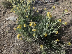 Oreocarya confertiflora