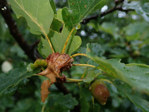 Andricus dentimitratus