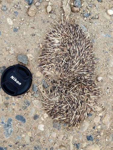 Amur Hedgehog