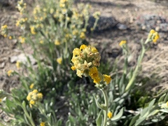 Oreocarya confertiflora