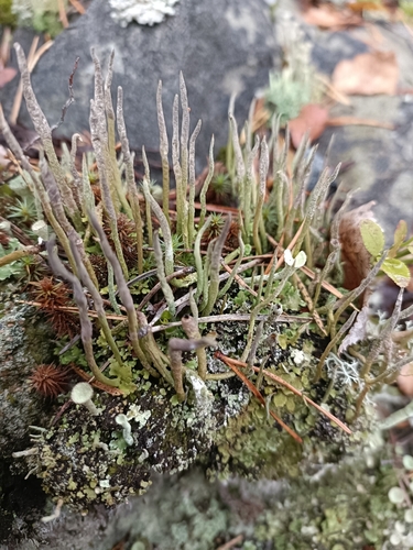 Bighorn Lichen