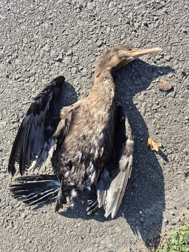 Neotropic Cormorant